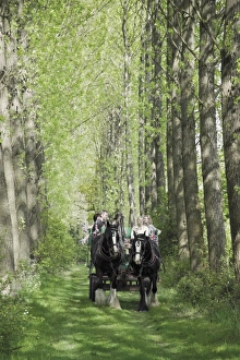 Horse and carriage carrying tourists from the childrens farm down an avenue of poplar trees in the grounds of Umberslade Hall, Tanworth in Arden, Warwickshire, England, United Horse and carriage carrying tourists from the childrens farm down an avenue of poplar trees in the grounds of Umberslade Hall, Tanworth in Arden, Warwickshire, England, United