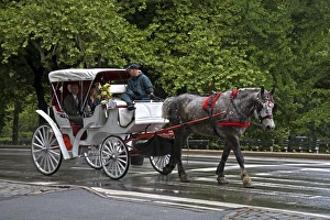 Carriages Prints: Horse carriage in Central Park