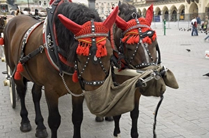 Images Dated 12th January 2000: Horse and carriage in Main Market Square (Rynek Glowny)
