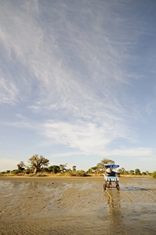 Images Dated 7th January 2009: Horse and cart, Sine Saloum Delta, Senegal, West Africa, Africa