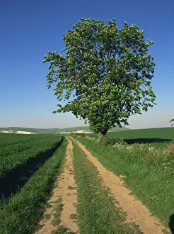 South Downs Prints: Horse chestnut tree by a farm track through fields on the South Downs in Sussex