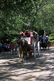 Carriages Prints: Horse drawn carriage in Central Park
