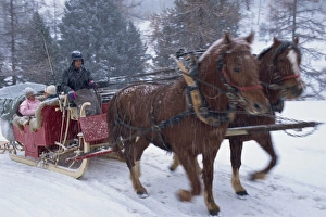 Sleigh Prints: Horse drawn sleigh making for Pontressina in a snow storm