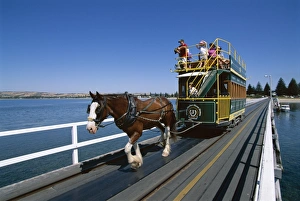 Tugging Prints: Horse drawn tram, Victor Harbour, South Australia, Australia, Pacific