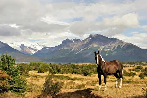 Estancia Prints: Horse in Estancia Nibepo Aike on the Argentino lakeshore