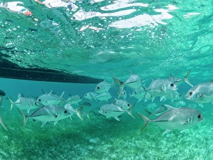 Grace Prints: Horse-eye jacks (Caranx latus)