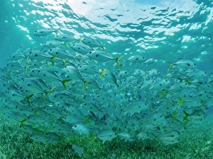 Schooling Prints: Horse-eye jacks (Caranx latus)