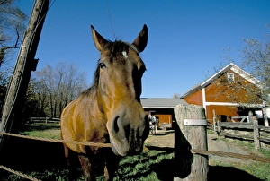Mammals Prints: Horse and farm