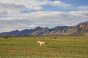 South Australia Prints: Horse and Flinders Ranges, Flinders Ranges National Park, South Australia