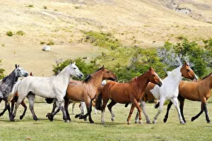 Estancia Prints: Horse gathering, Estancia Nibepo Aike on the Argentino lakeshore