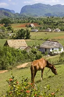 Horse grazing on a hillside in the Valle de Vinales, Pinar del Rio Province