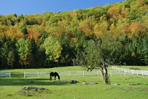 Autumnal Leaves Collection: Horse grazing in paddock