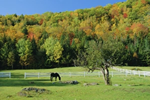 Northeast Prints: Horse grazing in paddock