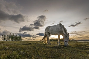 Mongolian Prints: Horse grazing on the shores of Hovsgol Lake at sunset, Hovsgol province, Mongolia