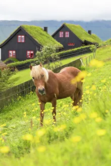 Turf Prints: Horse in green meadows, Kirkjubour, Streymoy island, Faroe Islands, Denmark, Europe