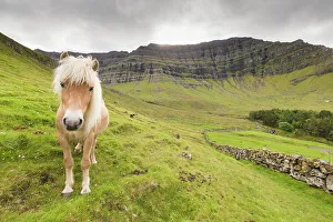 Nordoyar Prints: Horse in green meadows, Kunoy Island, Nordoyar, Faroe Islands, Denmark, Europe