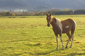 Unadorned Prints: Horse on pasture