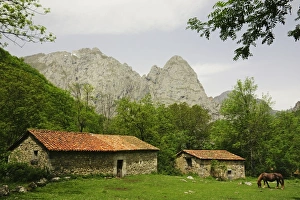Asturias Prints: Horse on Pasture, near Posada de Valdeon