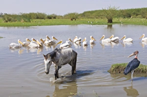 Images Dated 28th March 2008: Horse and pelicans in the Abiata-Shala National Park, Ethiopia, Africa