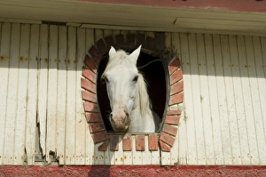 Horse in stables on way to Monteverde, Costa Rica, Central America Horse in stables on way to Monteverde, Costa Rica, Central America