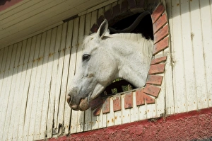 Horse in stables on way to Monteverde, Costa Rica, Central America
