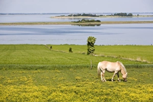 Aero Prints: Horses, Aero Island, Funen, Denmark, Scandinavia, Europe