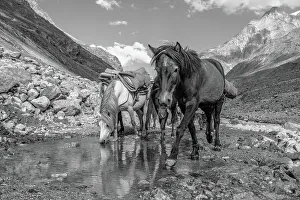Three Animals Prints: Horses approaching the camera on a mountain road