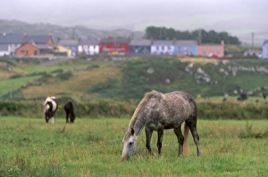 County Cork Prints: Horses, Connemara and Tinker