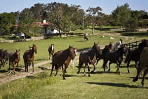 Estancia Prints: Horses at Estancia Los Potreros, Cordoba Province, Argentina, South America