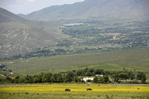 Salta Province Prints: Horses in a field near Tafi del Valle, Salta Province, Argentina, South America