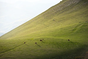 Parco Del Monte Cucco Prints: Horses in the fields at sunset, Monte Cucco Park, Apennines, Umbria, Italy, Europe