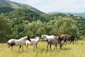 Open Space Prints: Horses with freedom to roam, mountain road from Saranda to Gjirokaster, Albania, Europe