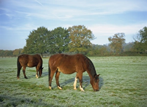 Two horses in a frosty field early morning in autumn, Sandhurst, Berkshire