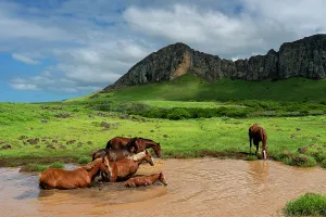Horses Prints: Horses gather at a waterhole on Easter Island, Rapa Nui, Chile during a sunny day