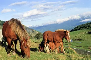 Freedom Prints: Horses graze at Pailheres Pass in Donezan region of Ariege