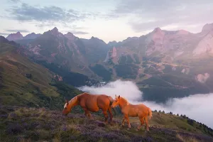 Lawn Prints: Two horses graze peacefully on a lush hillside adorned with wildflowers in the Pyrenees