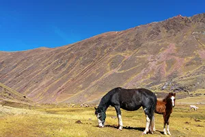 Scenic Landscape Prints: Horses grazing in the Andes, near Rainbow Mountain