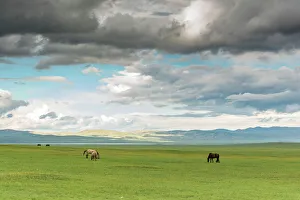 Horse Prints: Horses grazing on the Mongolian steppe under a cloudy sky, South Hangay, Mongolia