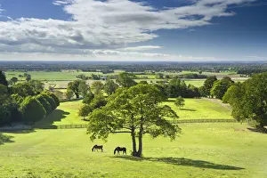 Hilltop Prints: Horses grazing in a paddock at the hilltop village of Crayke in North Yorkshire
