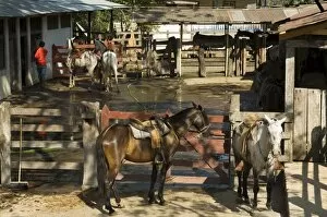 Images Dated 31st January 2000: Horses, Hacienda Guachipelin, near Rincon de la Vieja National Park, Guanacaste