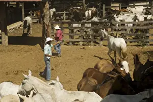 Training Prints: Horses, Hacienda Guachipelin, near Rincon de la Vieja National Park, Guanacaste