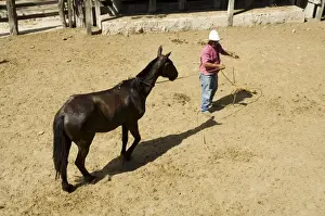 Horses, Hacienda Guachipelin, near Rincon de la Vieja National Park, Guanacaste