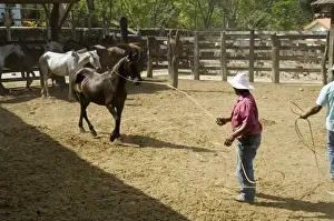 Horses, Hacienda Guachipelin, near Rincon de la Vieja National Park, Guanacaste