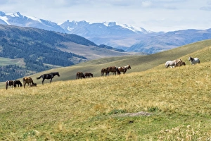 Large Group Of Animals Prints: Horses, Ile-Alatau National Park, Tien Shan Mountains, Assy Plateau, Almaty, Kazakhstan