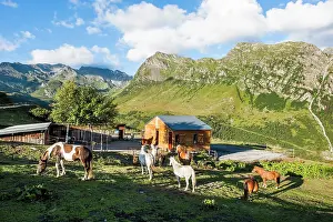 Cabin Prints: Horses in the meadow, La Rosiere
