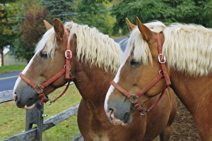 Northeast Prints: Two horses near Jackson