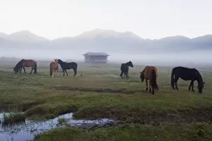 Images Dated 1st October 2009: Horses in Phobjikha Valley, Bhutan, Asia