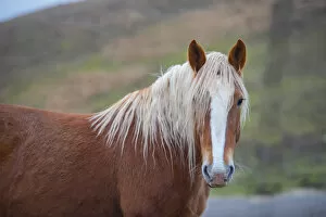 Eye Contact Gallery: Horses on plateau Piano Grande di Castelluccio di Norcia, Sibillini Mountains, Umbria