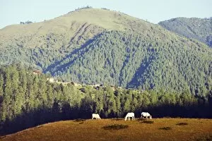 Images Dated 1st October 2009: Horses on a ridge in Phobjikha Valley, Bhutan, Asia