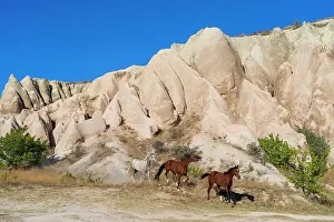 Outdoor Activities Prints: Horses running by rock formations of Red Valley (Rose Valley)